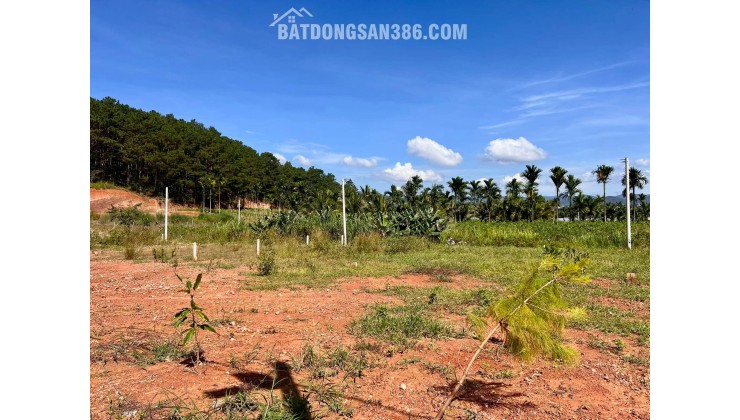 Cần Bán Đất 309m², 209m² Đất Ở, 2 Mặt Tiền, Giữa Đồi Thông